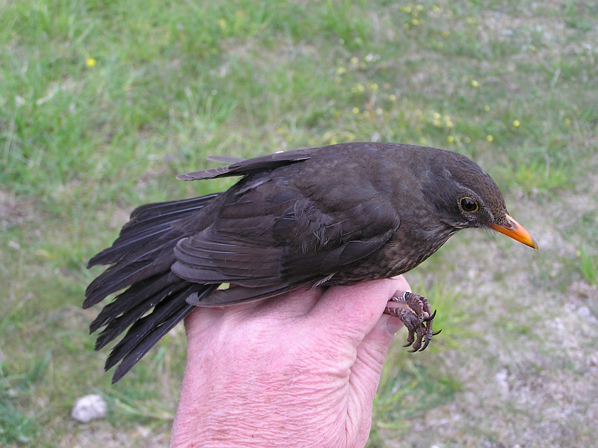 Common Blackbird, Sundre 20090516